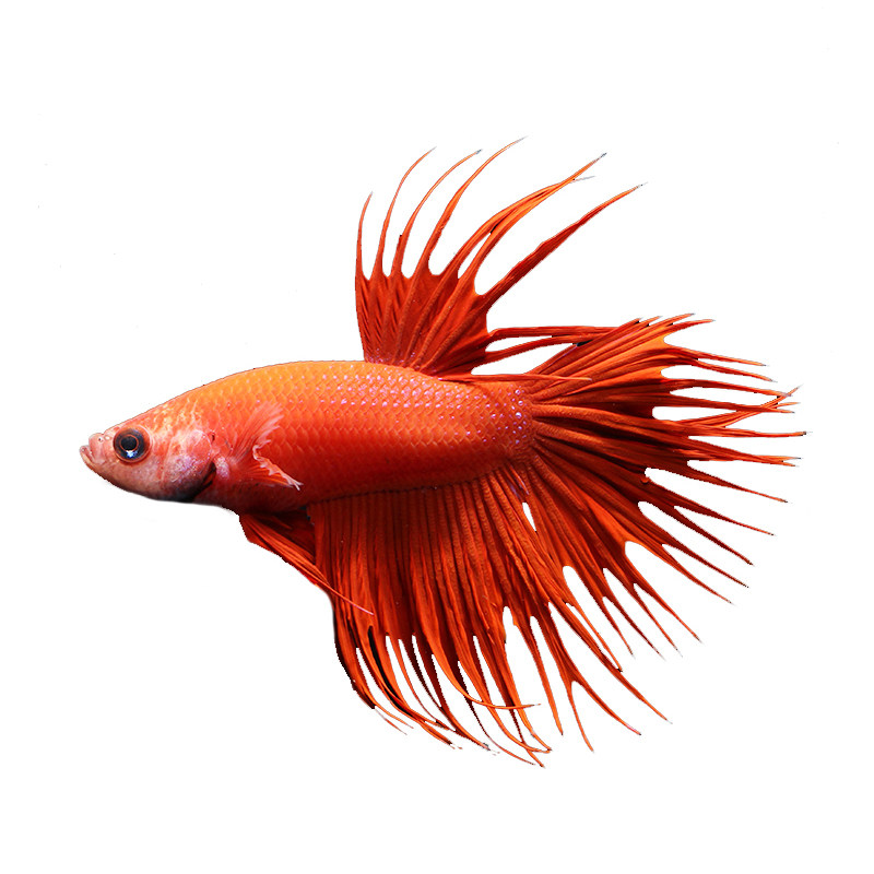 纯种马活体品级参赛将军半月马尾纯种水族乡进口鱼