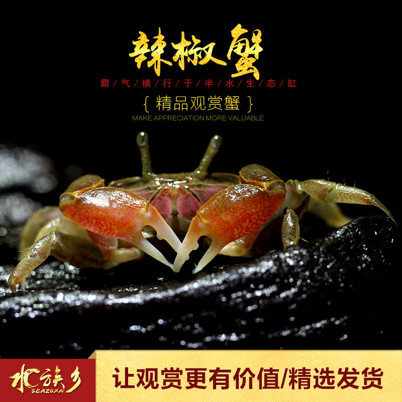 辣椒蟹水草缸生态瓶水陆宠物缸陆居观赏深水蟹微景观另类活体萌宠