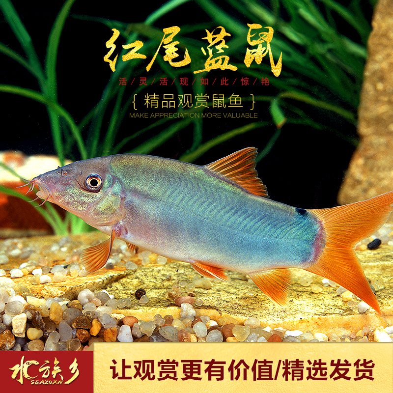 红尾纹鼠冠蓝鼠皇三间蓝鼠老鼠中大型蓝鼠进口鱼