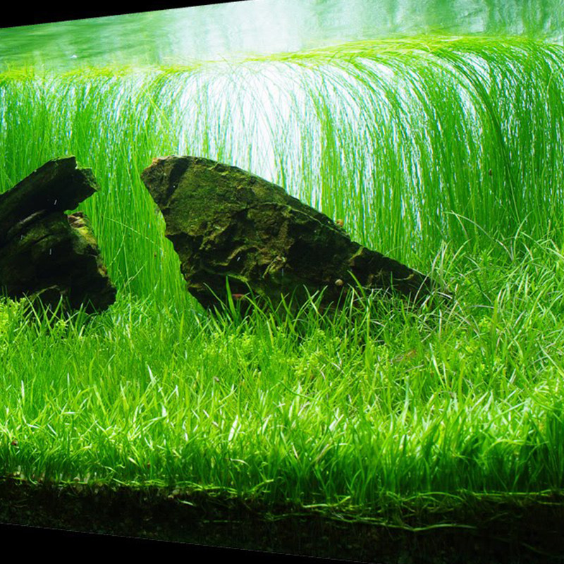 莎草水族乡大沙针叶细叶中后后景造景水草水下水草