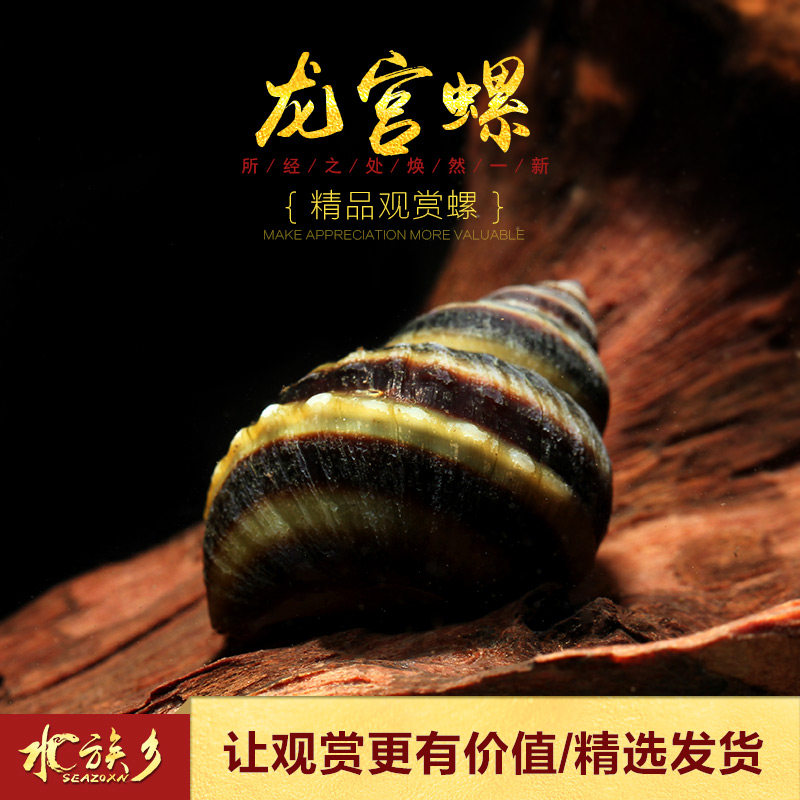 螺苏水族乡胎生观赏宠物龙宫宝塔拉威强效工具螺