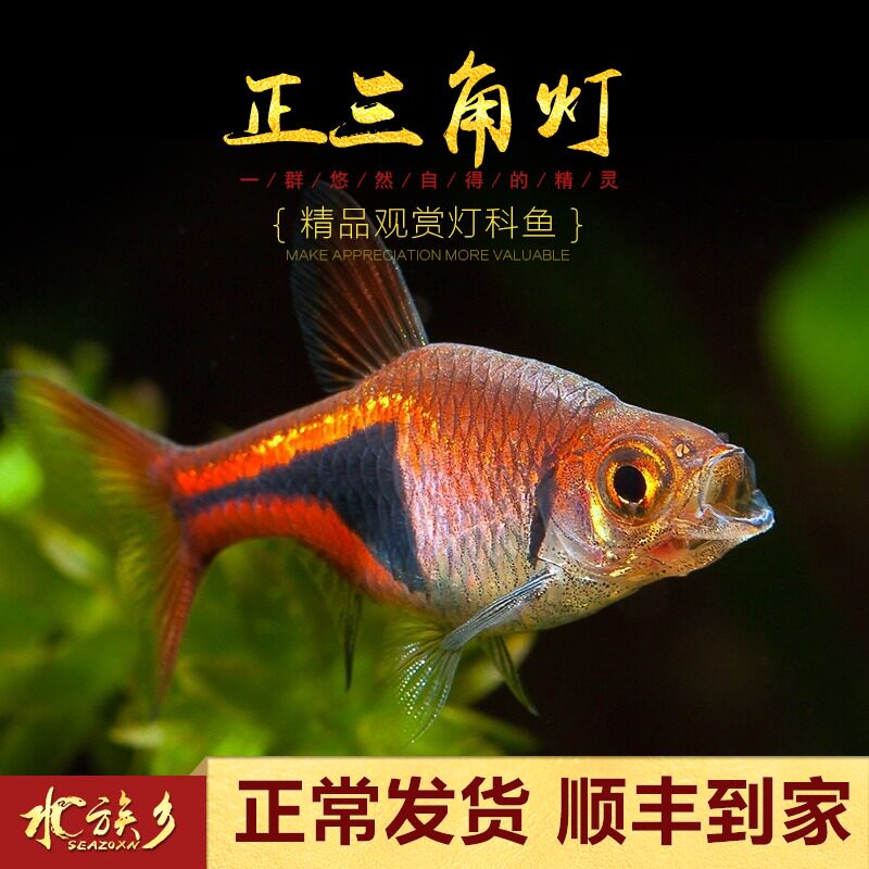 金三角鱼缸群游小型灯科紫蓝大小三角灯鱼宝莲灯鱼