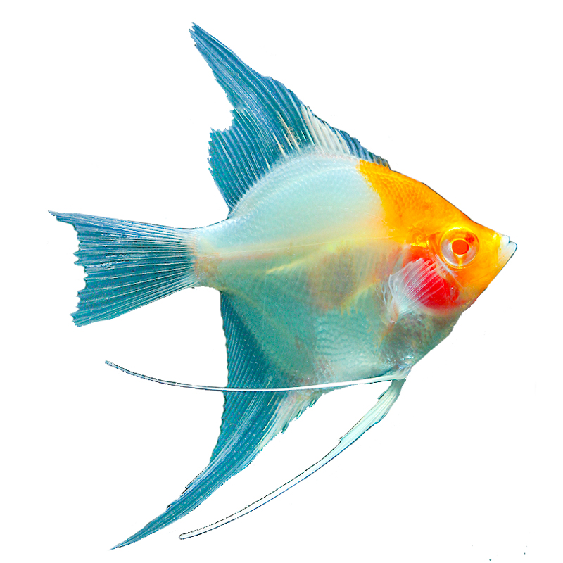 仙鱼红头玻璃仙金头金仙神墨燕招财神仙水草斑马鱼