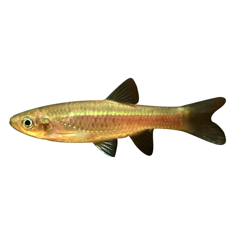 拟细鲫鱼原生冷水淡水观赏溪流耐寒不加加温鱼