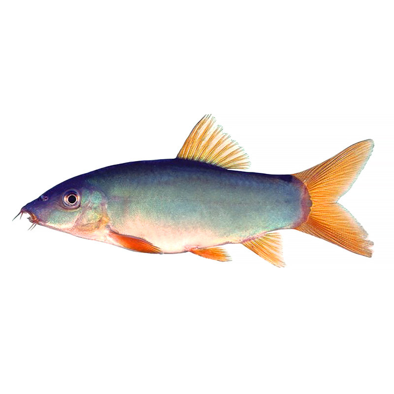 红尾纹鼠冠蓝鼠皇三间蓝鼠老鼠中大型蓝鼠进口鱼