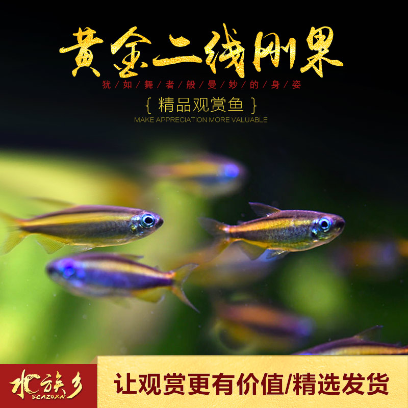 黄金二线刚果美人鱼进口南美州热带鱼淡水小型观赏鱼群游灯鱼活体