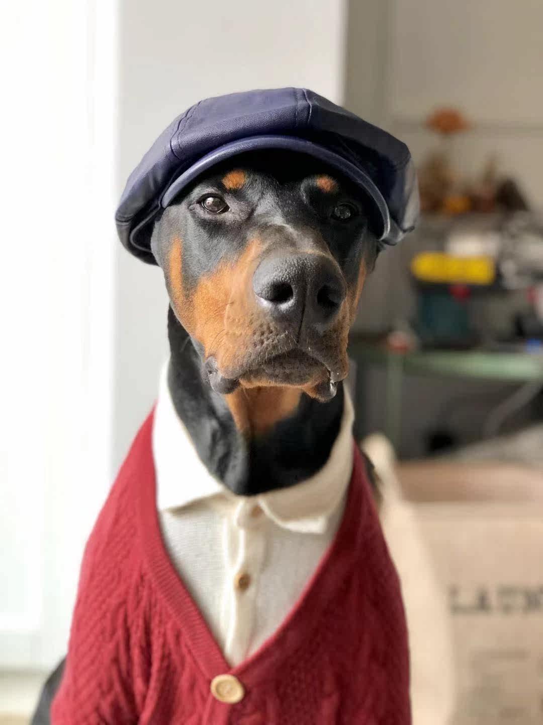 时尚皮帽搭配本店皮衣机车金毛宠物大狗帽子帽子