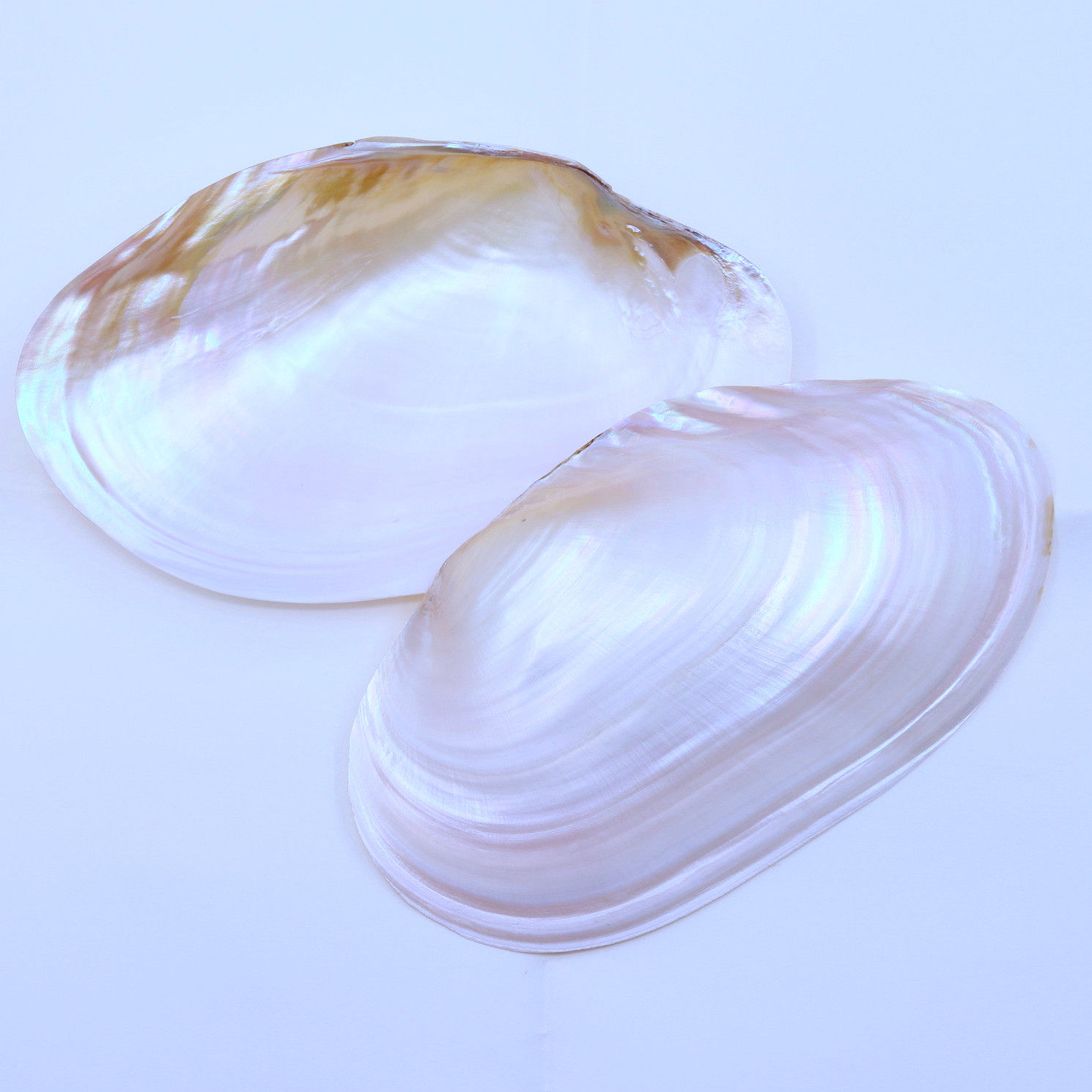 天然珍珠贝壳绘画涂鸦教学拍摄道具海螺鱼缸海螺