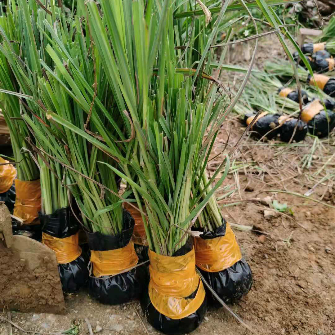种苗自家基地新鲜茅草10棵柠檬草绿植