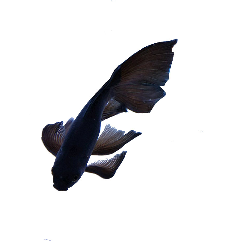 黑彗星蝴蝶鱼苗白金凤尾鲤鱼配鱼黑鱼贵妃长尾宠物活体冷水鱼
