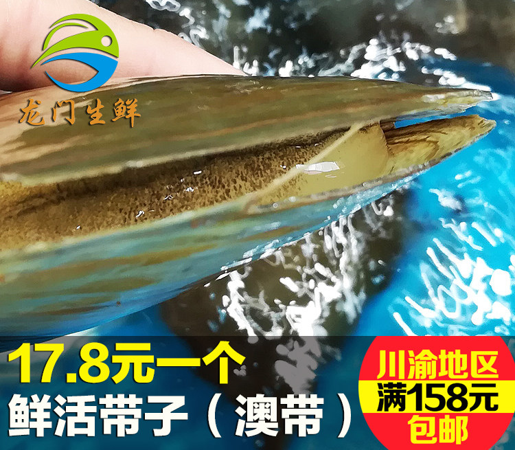 1个鲜活带子海鲜水产贝类澳带扇贝超大绿贝扇贝柱