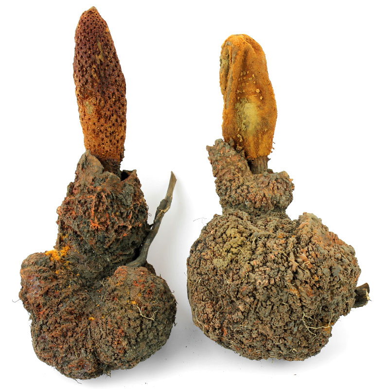 西藏野生回春草顶天柱草苁蓉不老草男士泡酒料搭配肉苁蓉锁阳500g