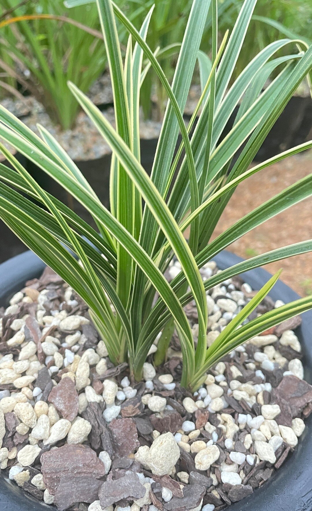 惠兰边草金边艺草蕙兰名贵名贵兰兰花净化空气室内花卉