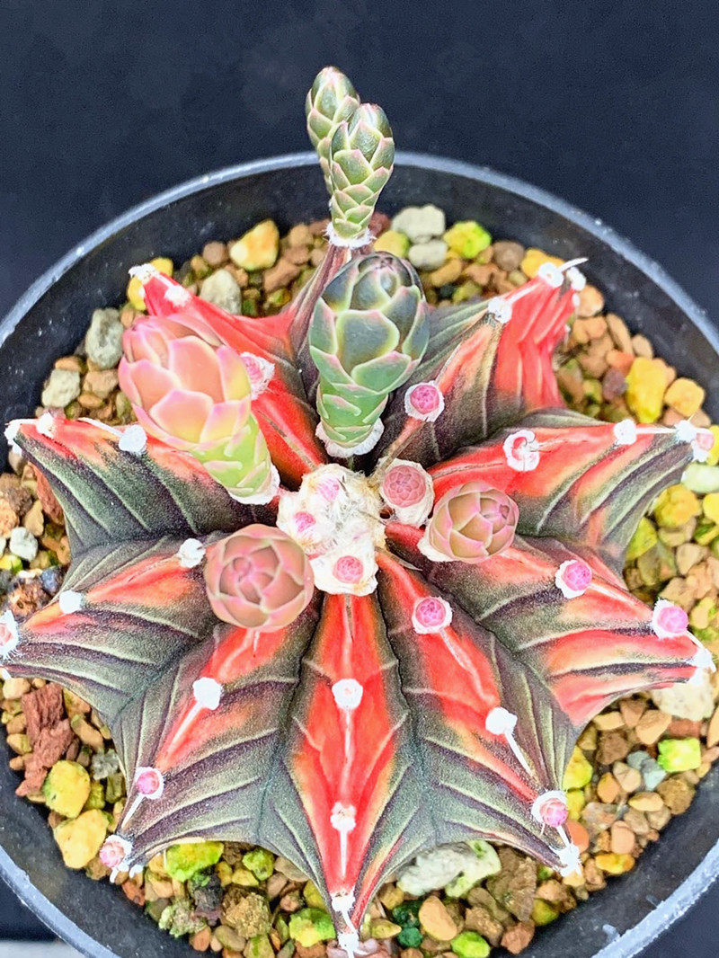 承萱花卉精品纯正肋骨牡丹多彩仙人球多植物多肉植物