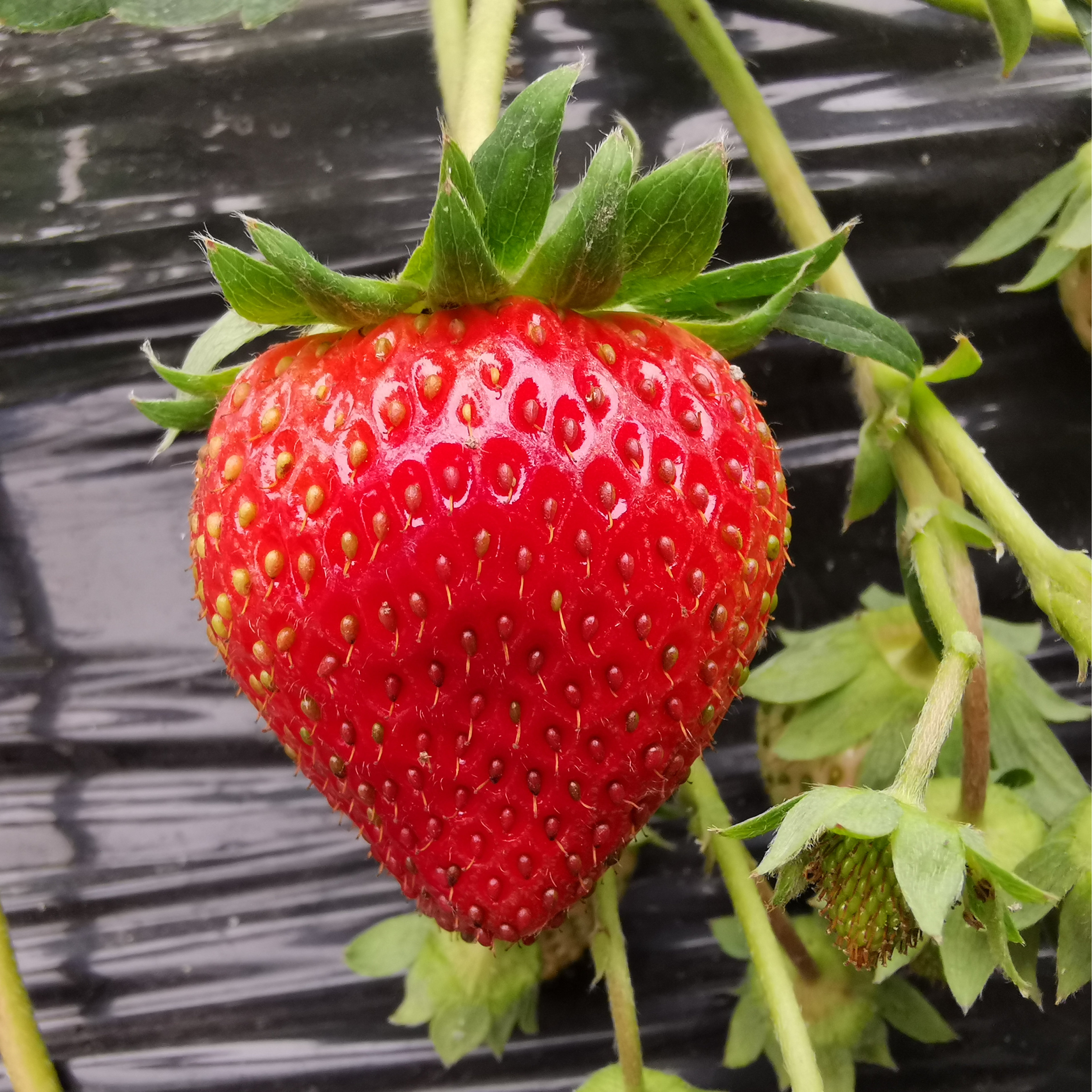 草莓现摘新鲜奶油日本红颊牛奶建德3斤顺丰草莓