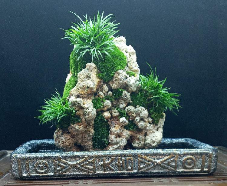 附石缸水植物绿植室内办公室办公水陆菖蒲盆栽绿植