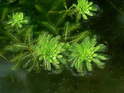 珊瑚槐叶浮萍活体水草水陆假山造景长须莫斯绿植