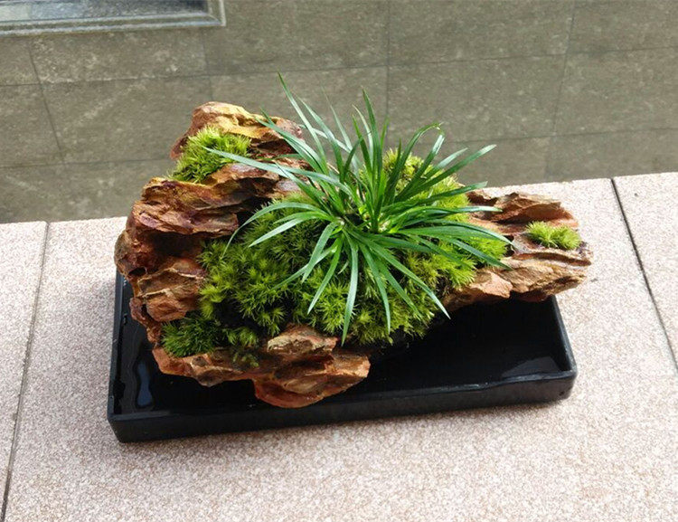 菖蒲盆景成品日式苔藓景观茶道盆栽禅意意虎创意迷你植物