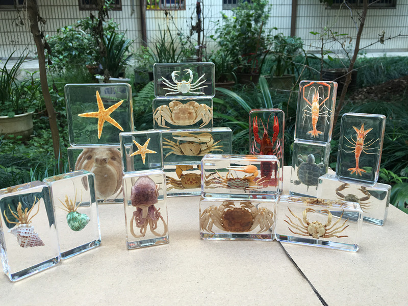 幼儿园教学真实海洋动物标本螃蟹乌贼树脂乌龟章鱼寄居蟹小龙虾