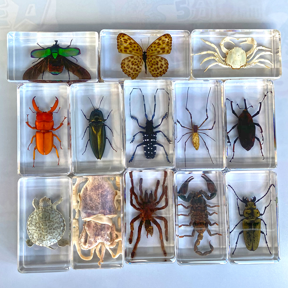 教学科学实验儿童童真昆虫标本树脂琥珀蜈蚣蝎子科学实验