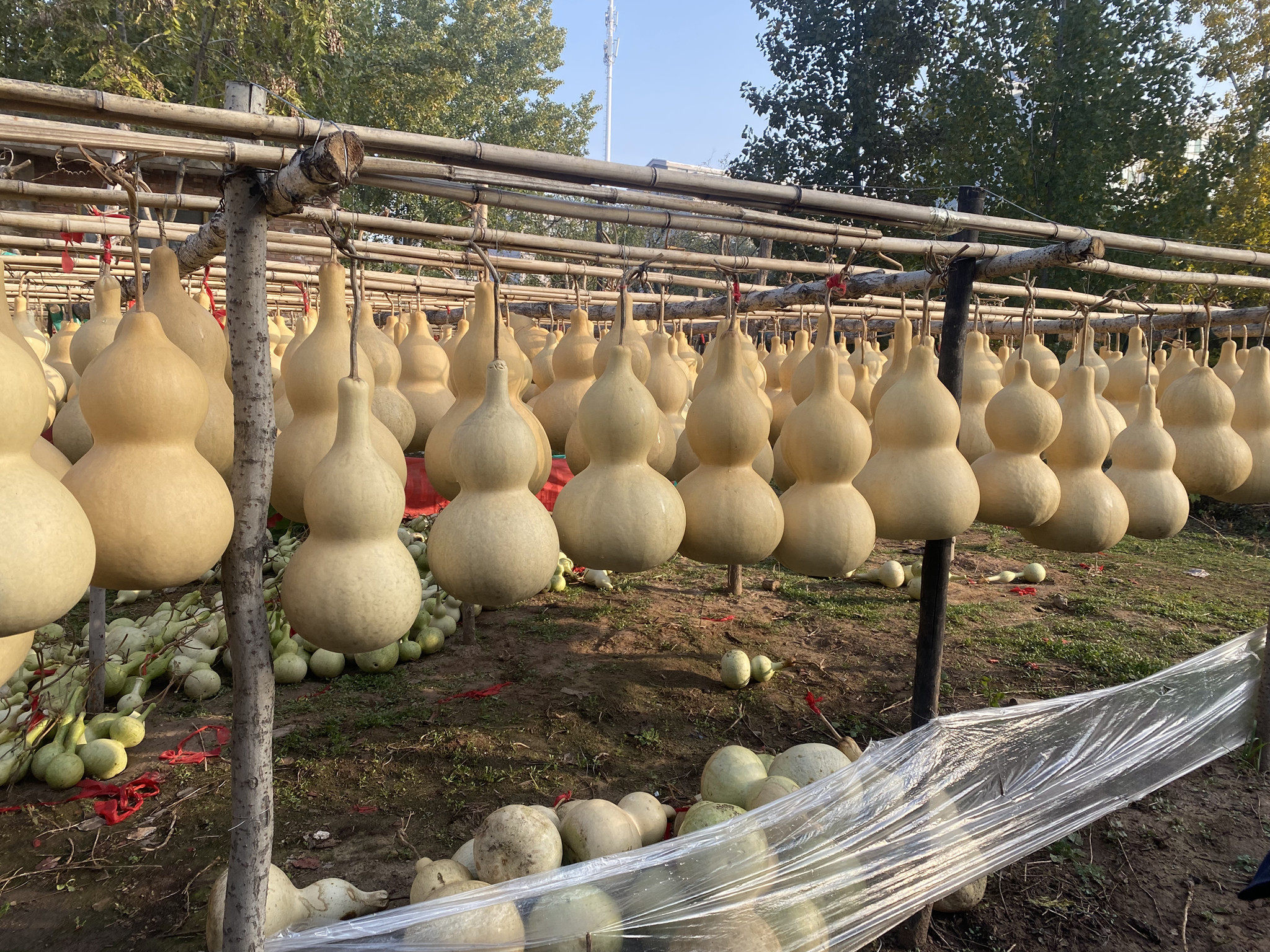 天然野生葫芦居家办公室装饰摆件挂件厚皮响籽葫芦