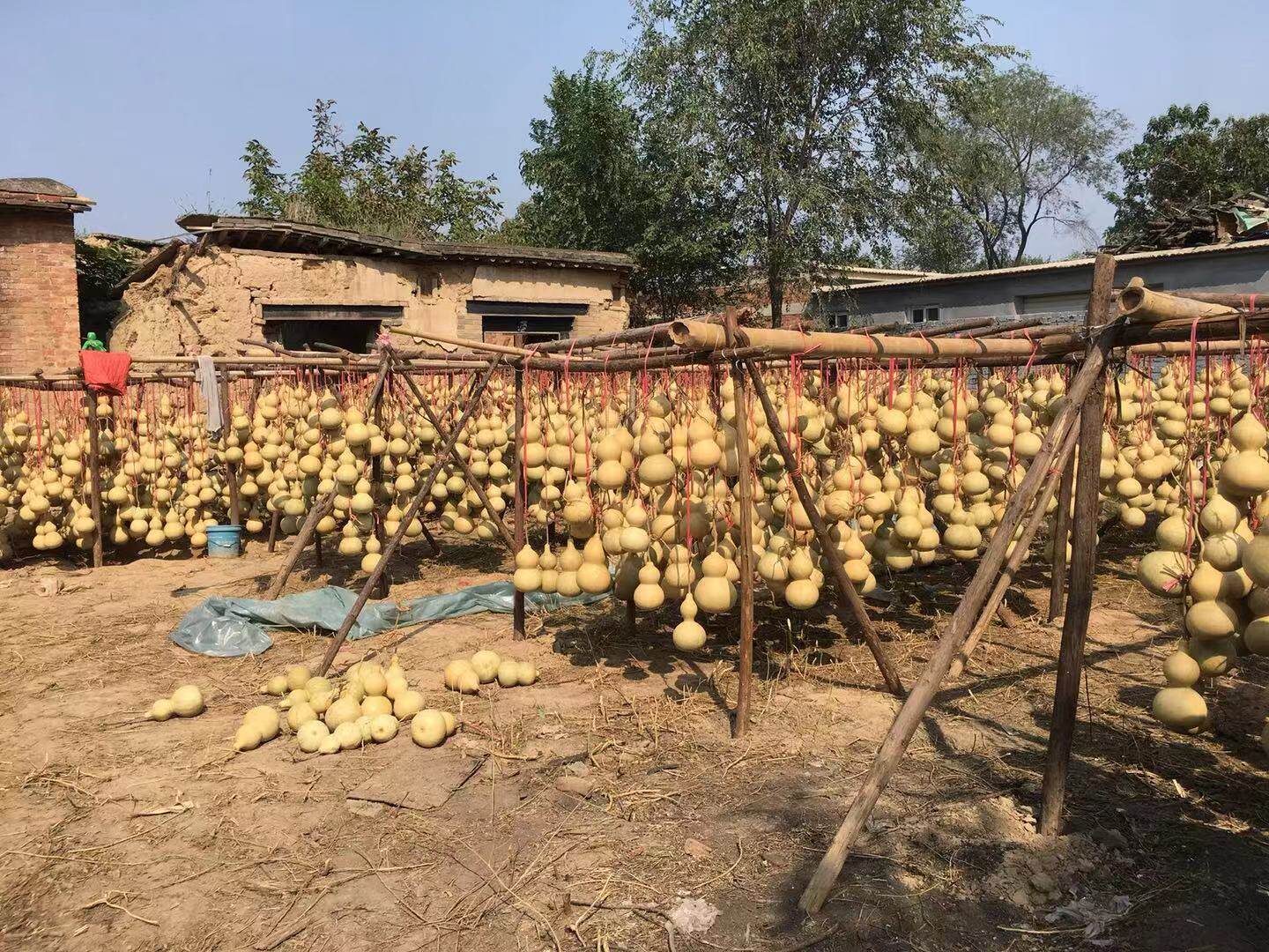 天然野生葫芦居家办公室装饰摆件挂件厚皮响籽葫芦