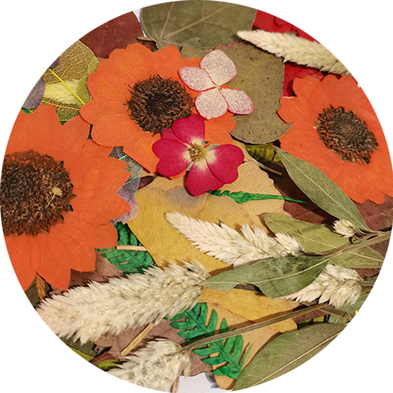 天然植物标本 真干花集合 手工贴画儿童diy 真树叶画材料包 早教-mc