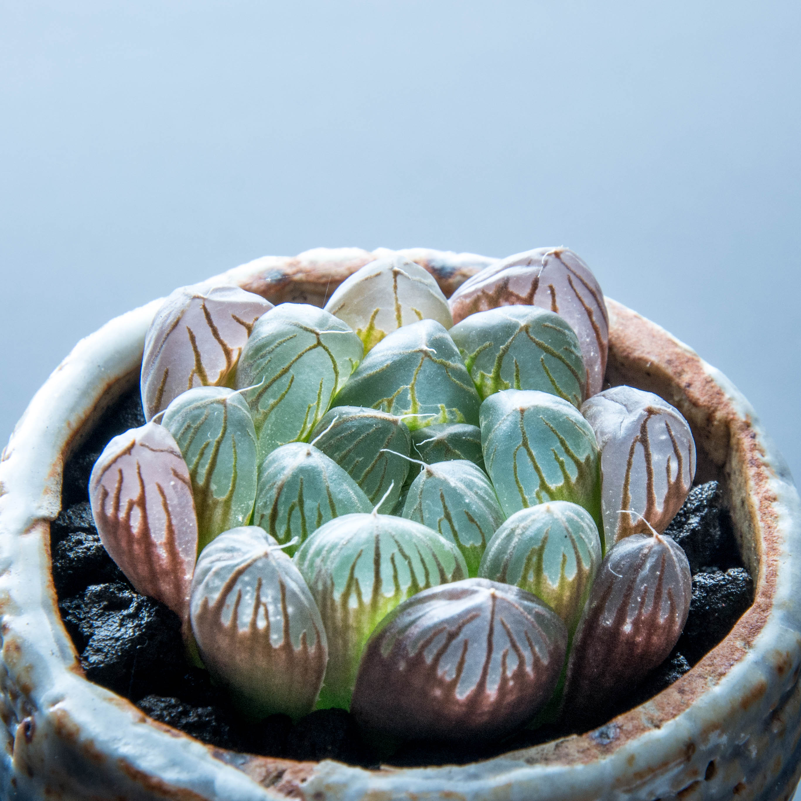 玉露心语馨苑十二二类合集冰灯姬玉露多肉植物多肉植物