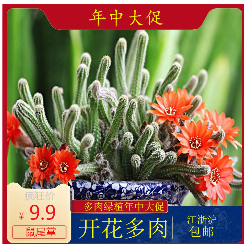 多肉毛毛虫绿植开花仙人科鼠尾防辐射办公桌盆栽神仙多肉植物