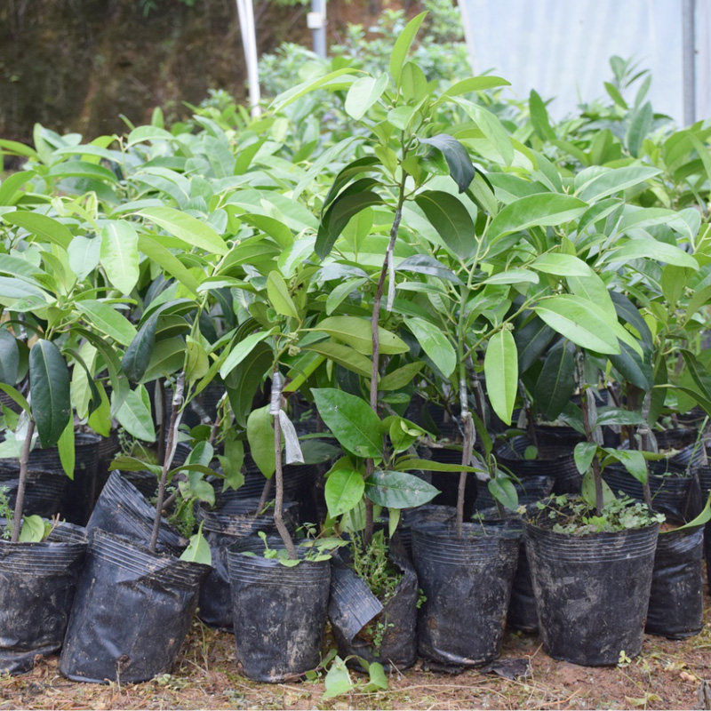 四季盆栽种植南北方树苗丁果布丁果巧克力澳洲新品种果树