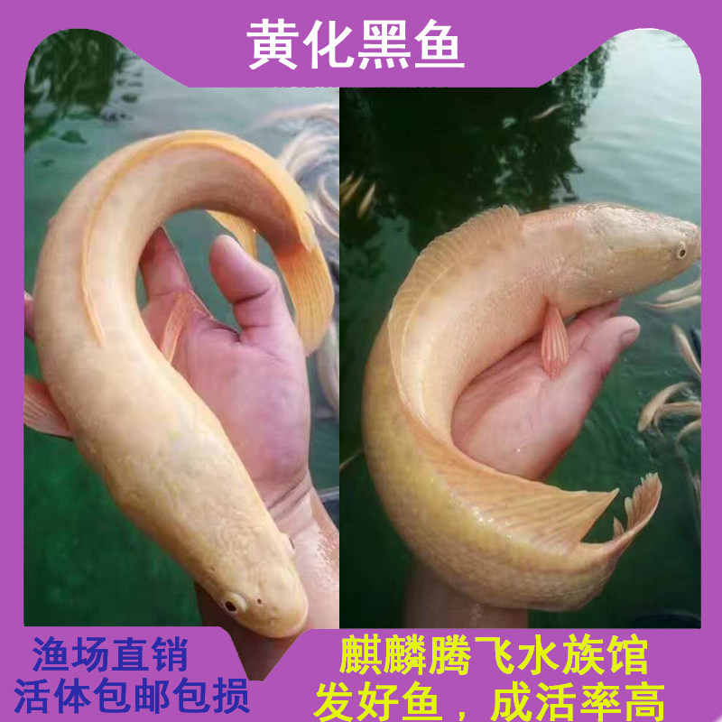 黄化黑鱼黄金雷龙凶猛冷淡水变异稀有观赏鱼好养耐活鱼乌鳢苗活体
