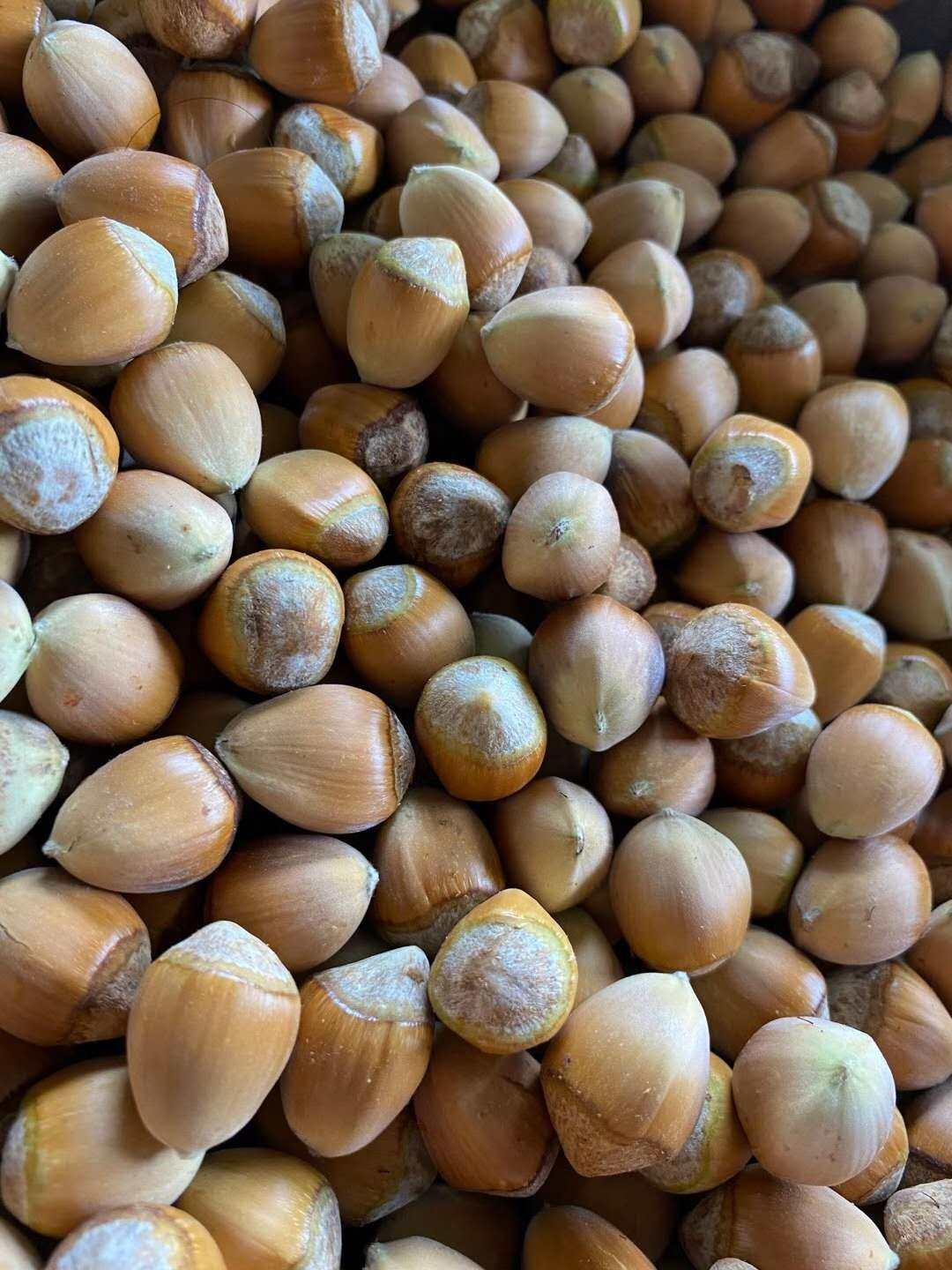 薄皮新鲜货青绿脱去鲜货2021年玉坠生特产桓仁辽宁榛子