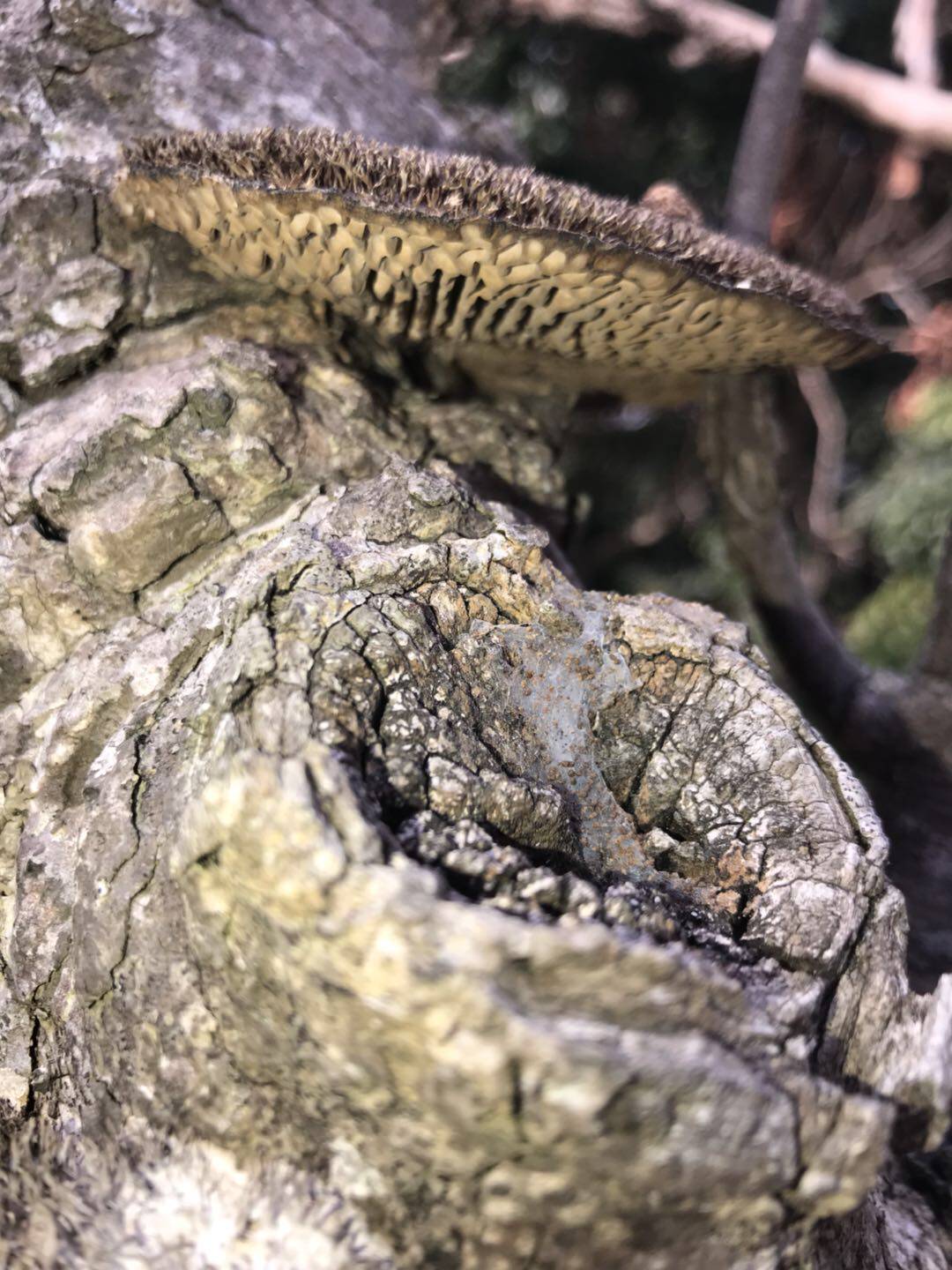 毛蜂窝菌采有蜂窝灵芝有又称蜂巢灵芝比较薄的灵芝不用切薄片灵芝