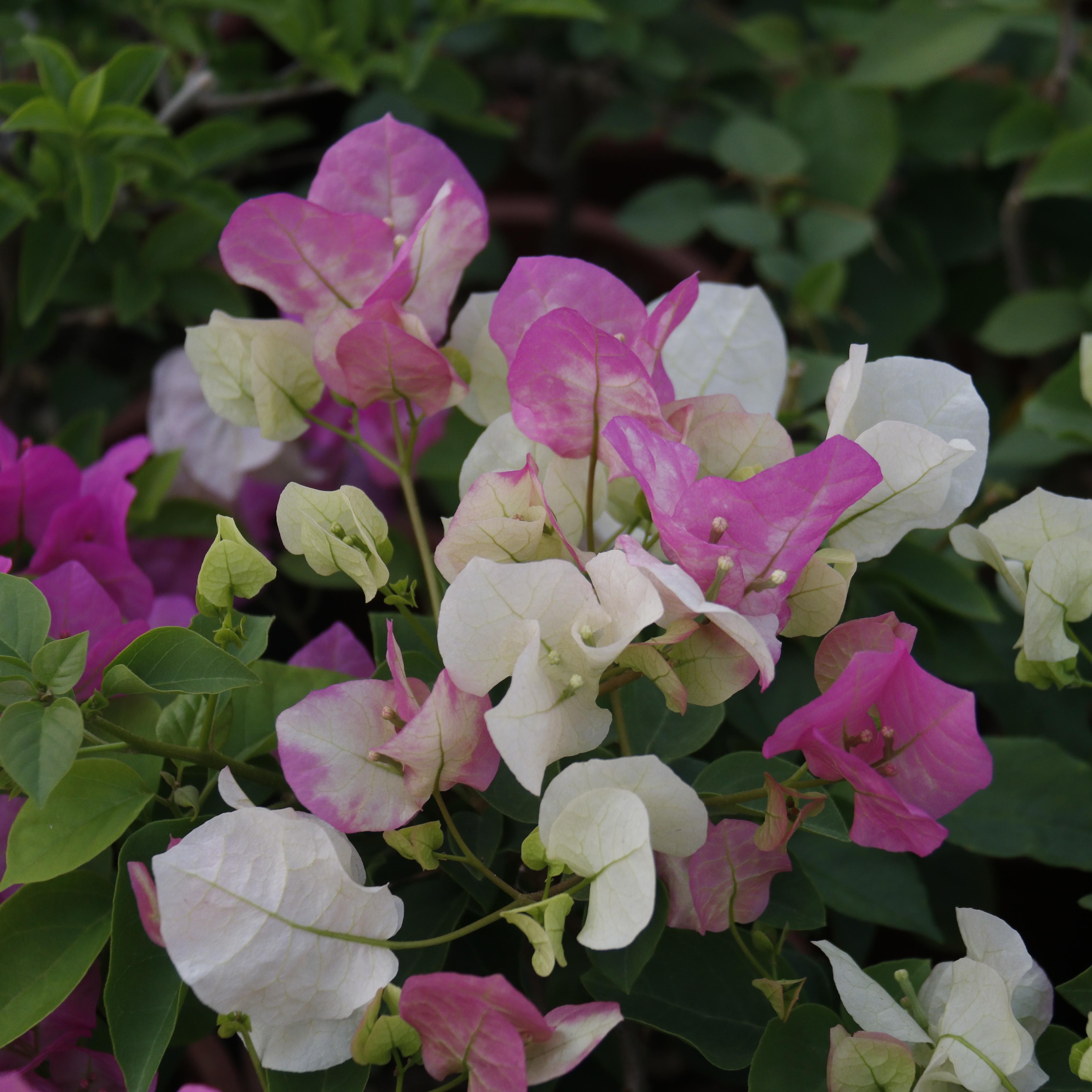 三角超级玛丽扦插粉白复色品质带花发货阳台花苗时令草本花卉