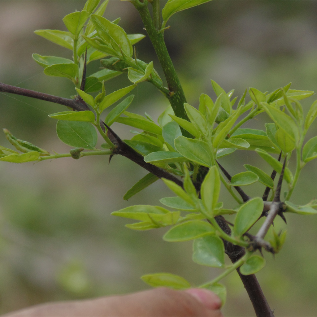 酸枣沂蒙山野生叶茶100克另有睡眠树叶养生茶