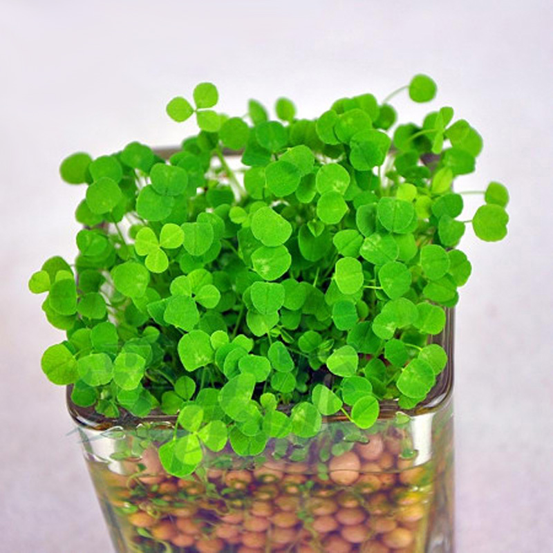 负离子办公室桌面玻璃瓶小盆栽水培心形爱情思草diy创意迷你植物