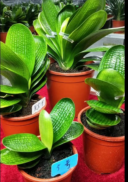 东北精品君子兰盆栽小苗圆头和尚宽短叶微短麻脸绿植