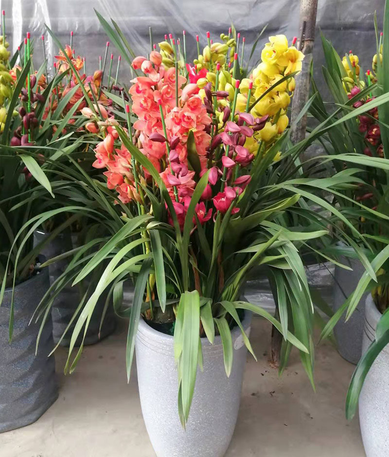 花卉福州同城鲜花速递蝴蝶兰高贵大气盆栽年销开业花卉