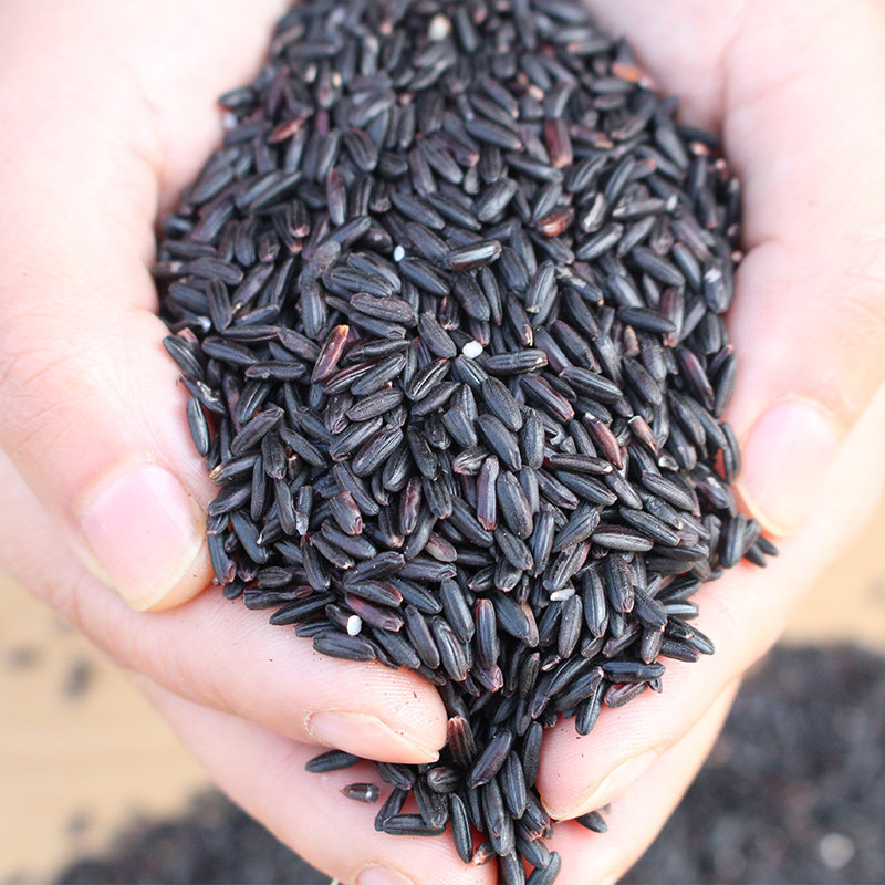 黑谷黑米洋县黑米洋县高产黑稻谷可做种子1斤包邮送资料