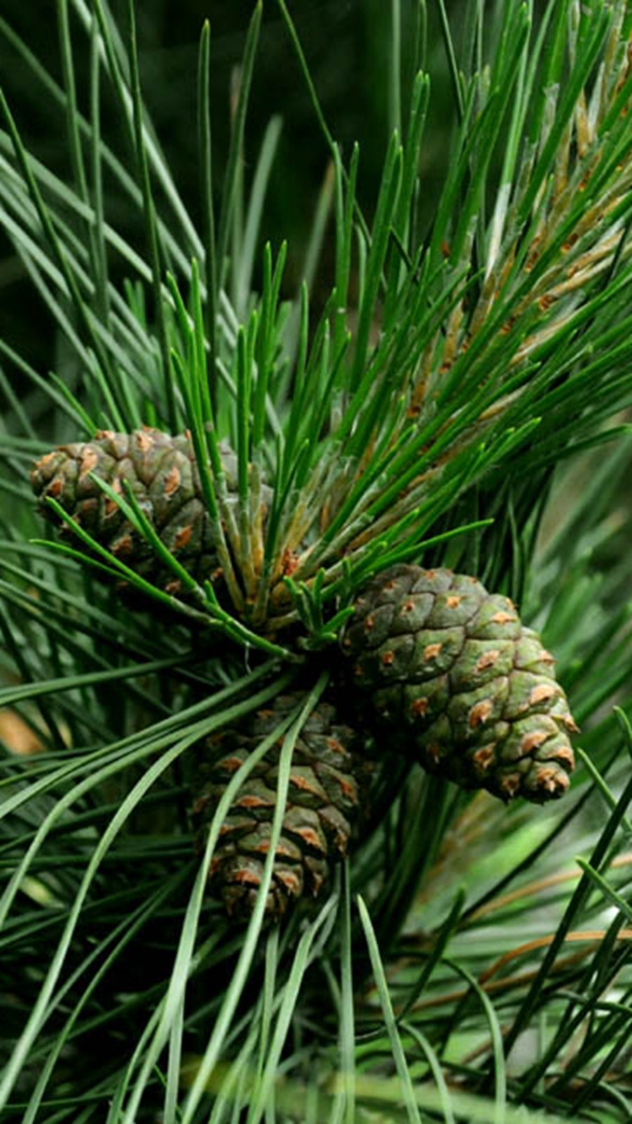 东北大成巨大500g新货罐装袋装开口2021笨炒松子