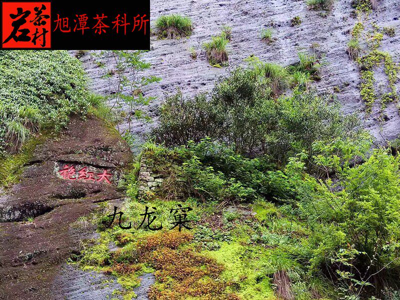 岩茶正岩奇丹500g母树大红红袍之一特殊香型大红袍