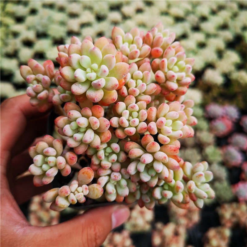 粉豆多肉植物粉色群生多头厘米30包邮不仅布蔓多肉植物