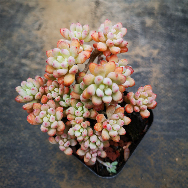 粉豆多肉植物粉色群生多头厘米30包邮不仅布蔓多肉植物