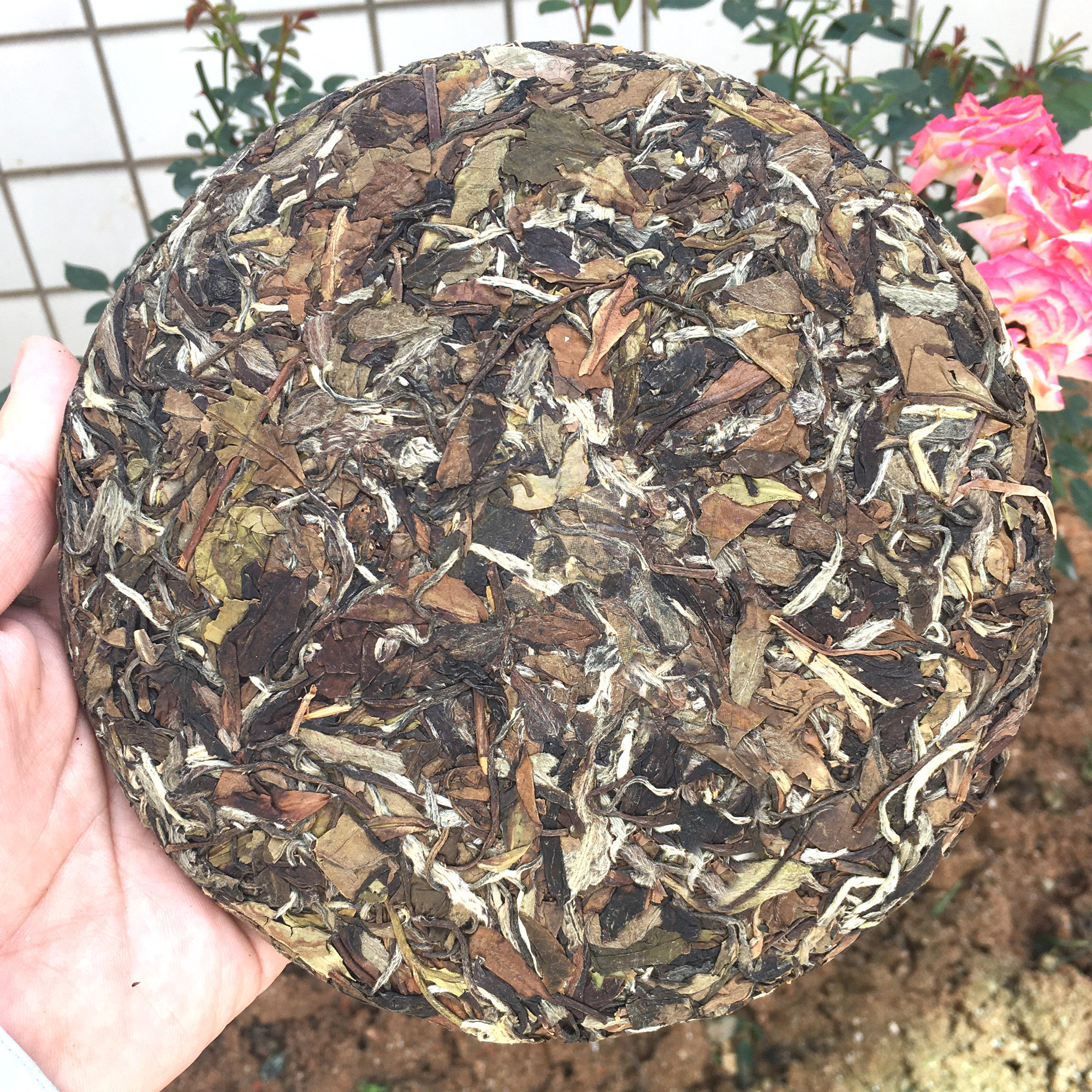 白茶一饼350g72450克福鼎陈年高山日晒老白茶饼寿眉