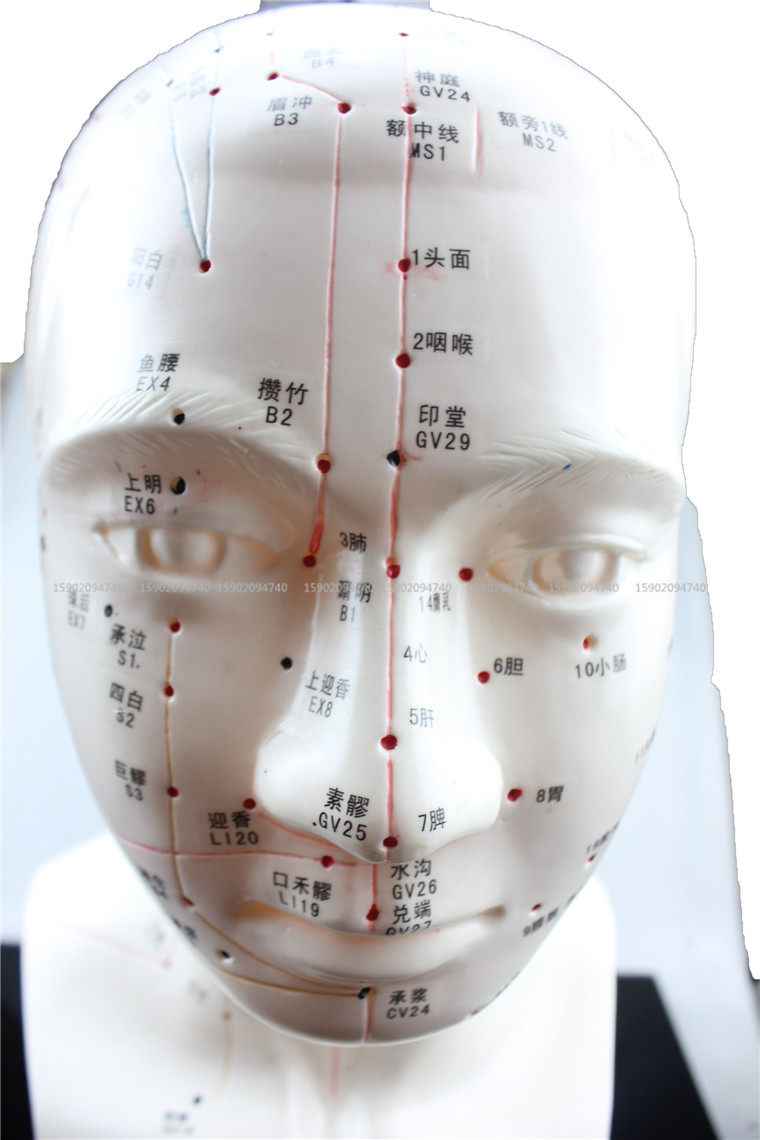 穴位模型教学医用人体针灸头部头模面部按摩其他模型玩具