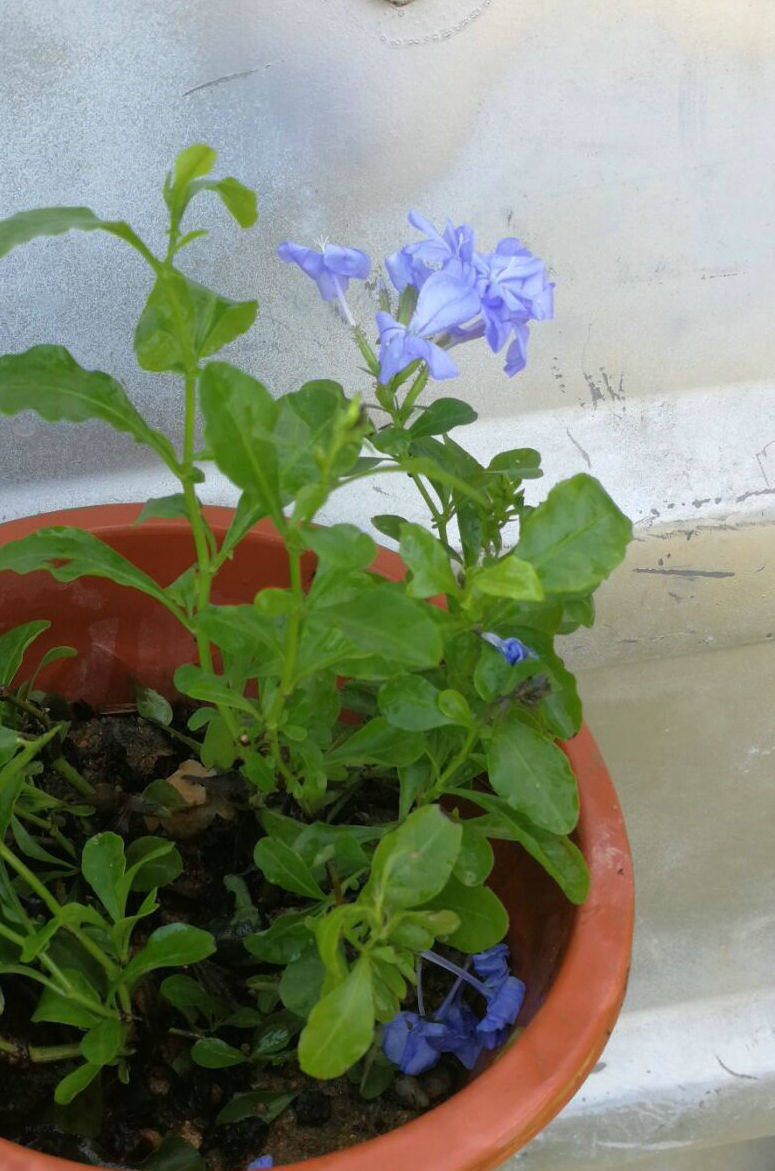 多年生常绿灌木 蓝雪花 蓝茉莉 摘光叶剪短十几厘米高裸根苗发货