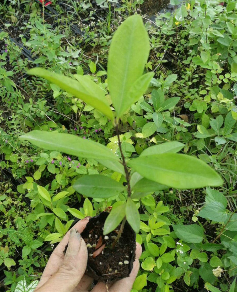 广东省百花谷园艺果树苗巴西甜樱桃树苗适应性强生长快
