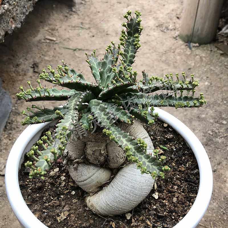 包邮飞龙多肉植物大戟科观赏块根多年年老一物多肉植物