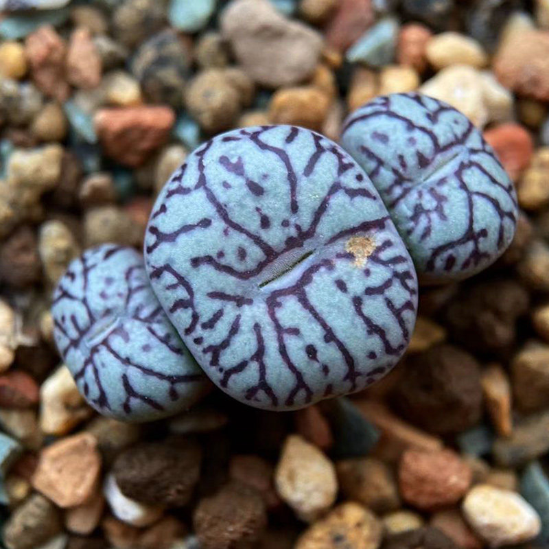 植物多肉实生墨小锥粗纹肉锥番杏萌盆栽办公室多肉植物