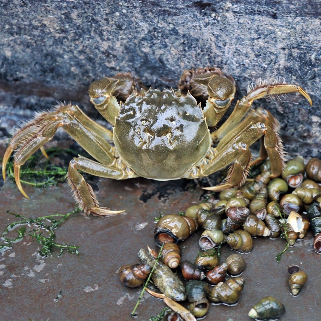 苏州鲜活新鲜活自产自销礼盒中秋十只山水全母大闸蟹大闸蟹